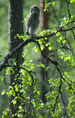 BB 09 0037 / Strix uralensis / Slagugle